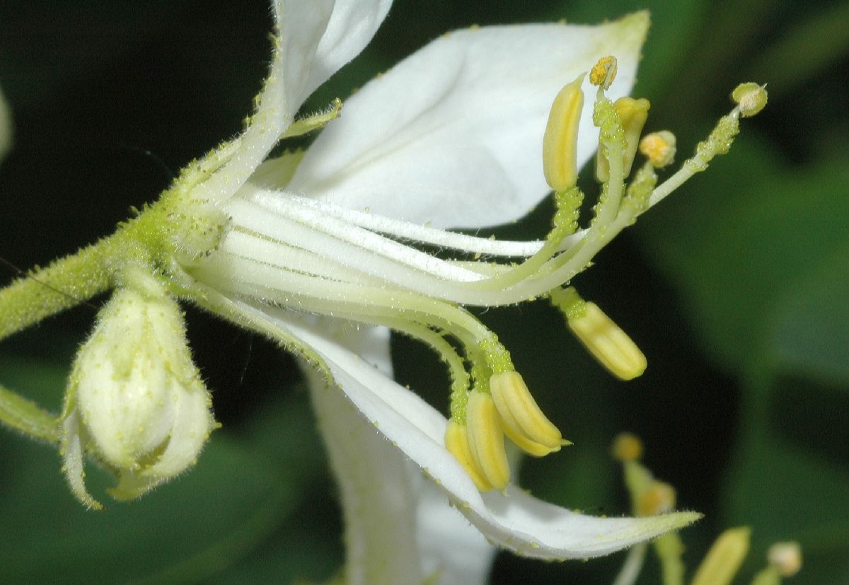 Rutaceae Dictamnus albus