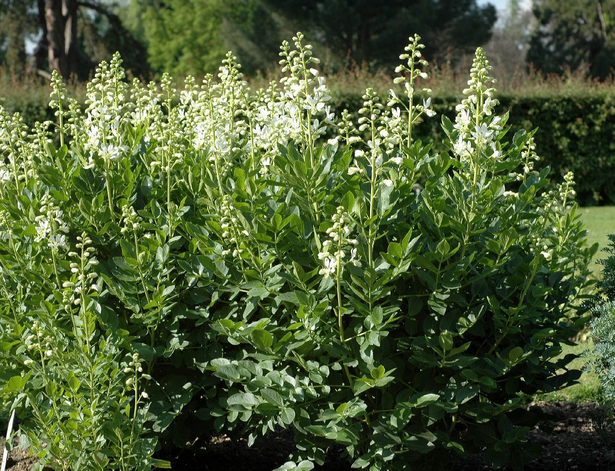 Rutaceae Dictamnus albus