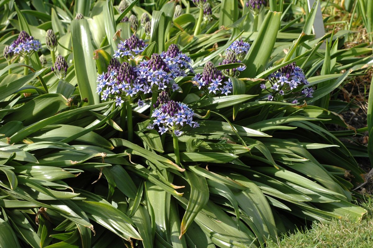 Hyacinthaceae Scilla peruviana