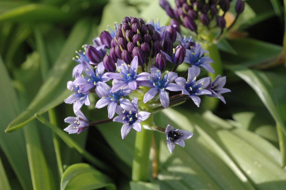 Hyacinthaceae Scilla peruviana