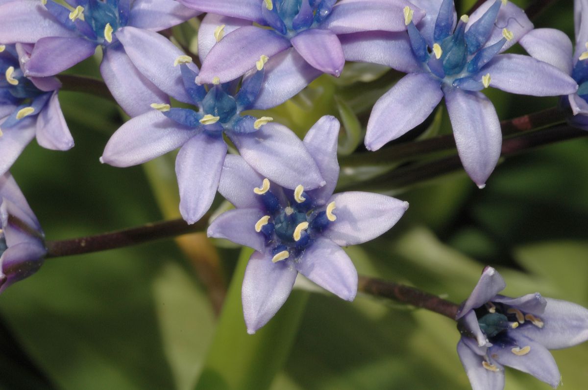 Hyacinthaceae Scilla peruviana