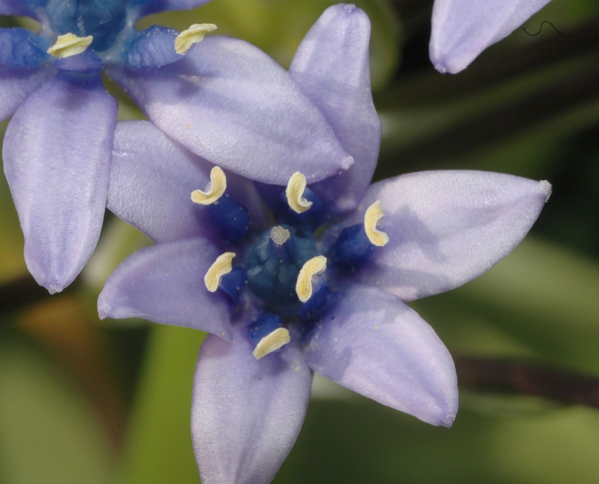 Hyacinthaceae Scilla peruviana