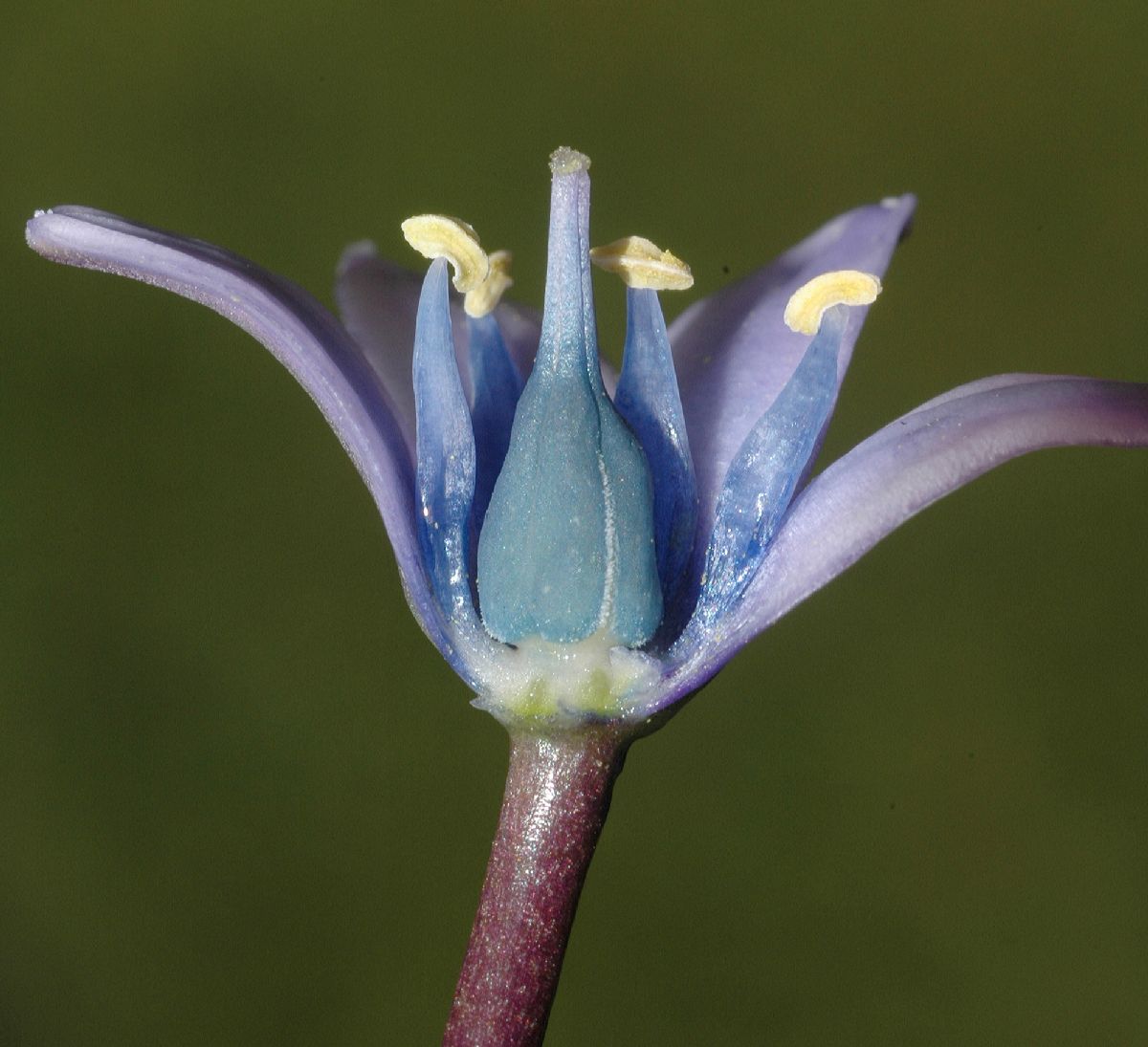 Hyacinthaceae Scilla peruviana