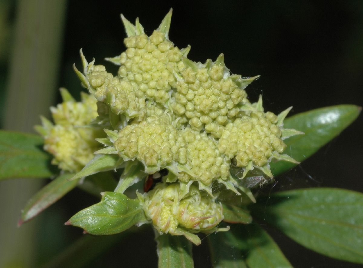Apiaceae Levisticum officinale