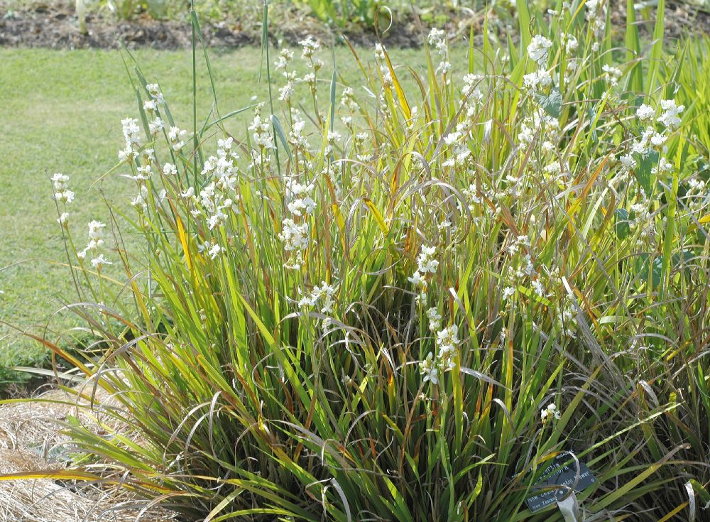 Iridaceae Libertia grandiflora