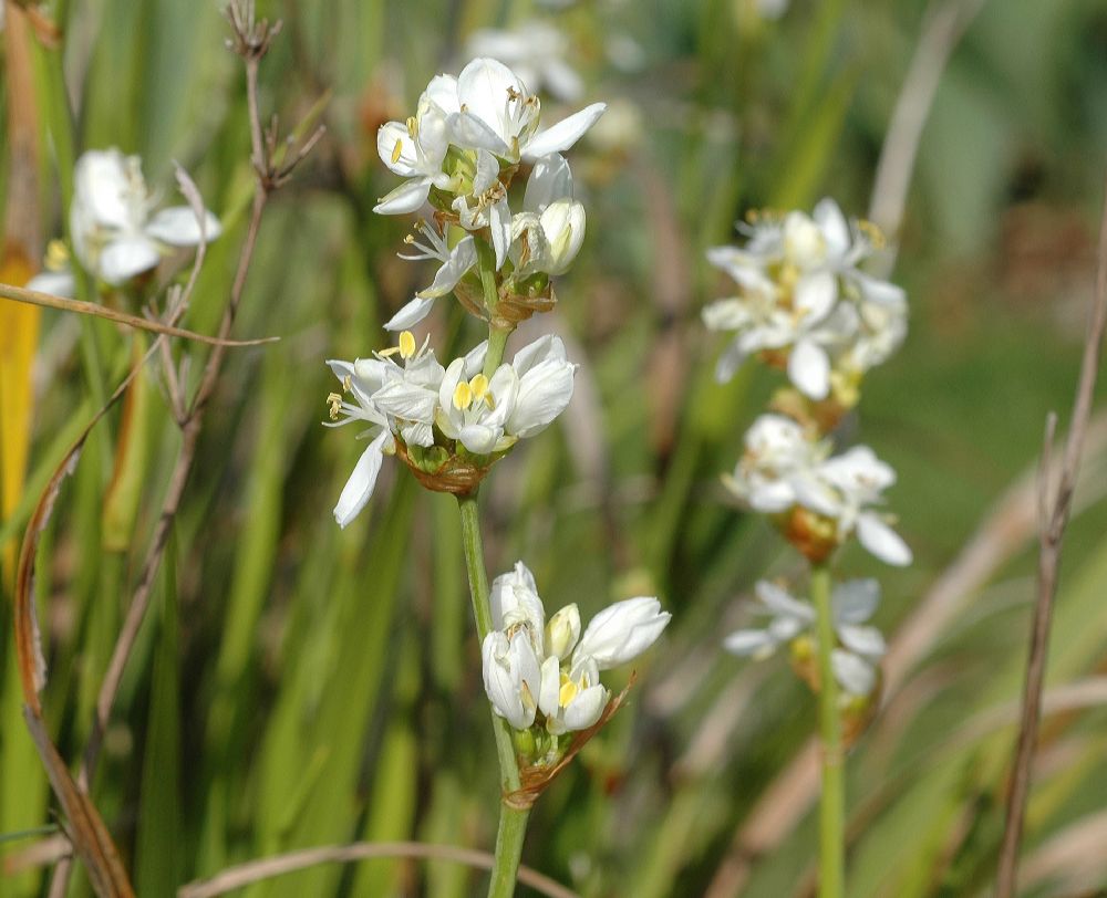 Iridaceae Libertia grandiflora