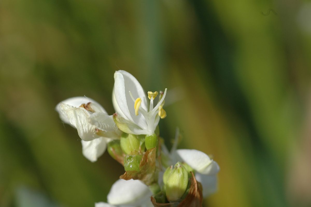 Iridaceae Libertia grandiflora