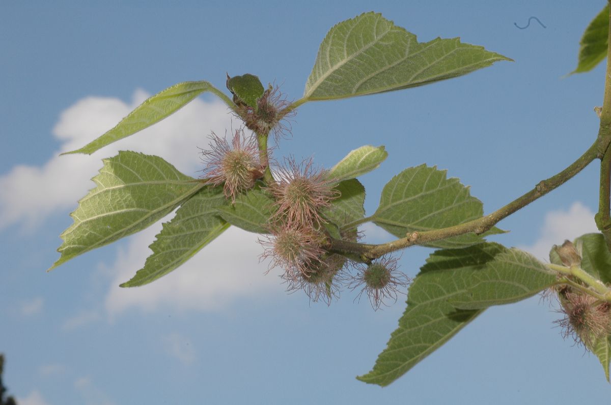 Moraceae Broussonetia kazinoki