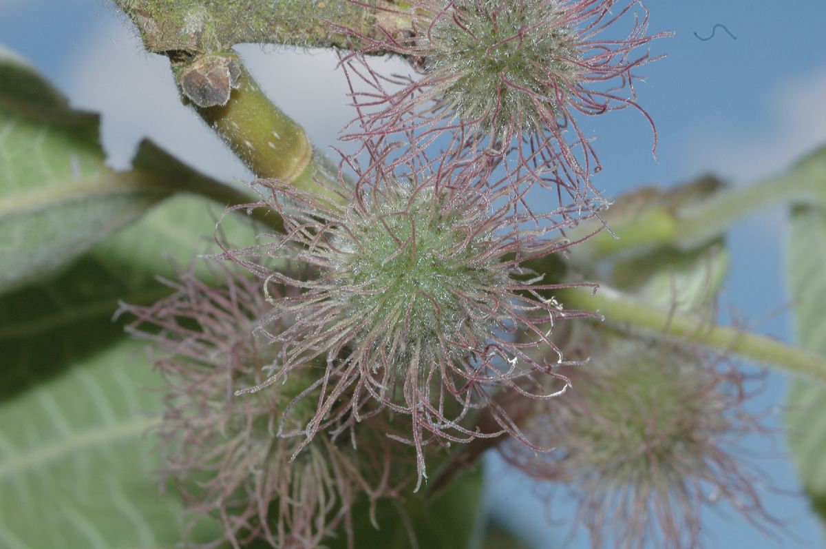 Moraceae Broussonetia kazinoki