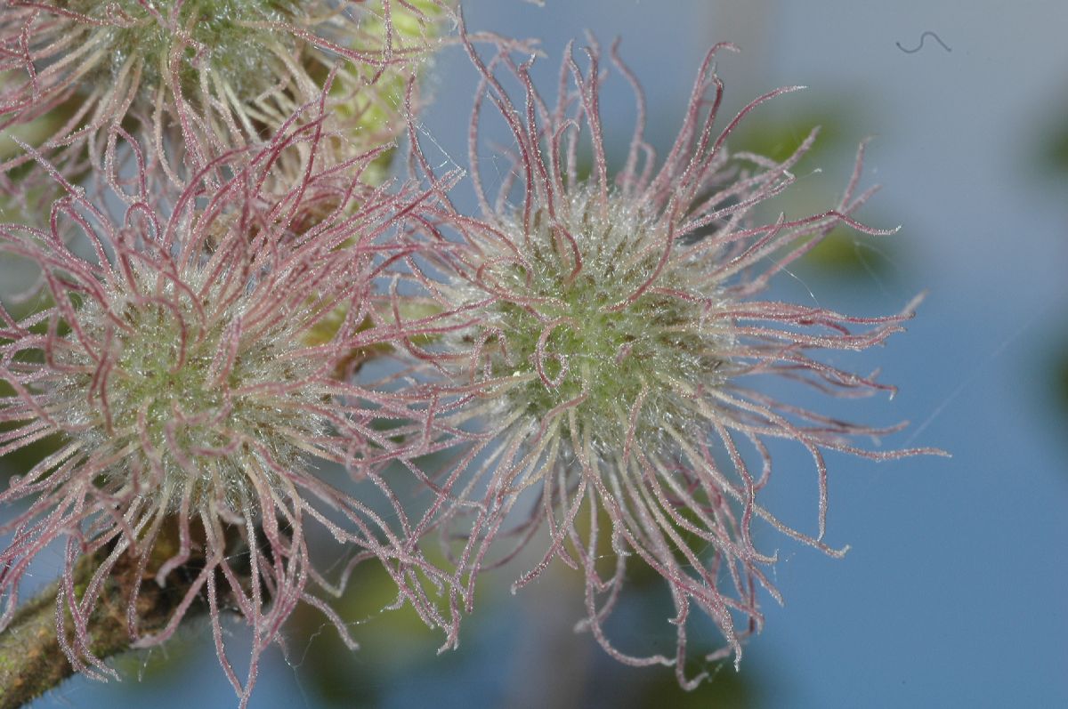 Moraceae Broussonetia kazinoki