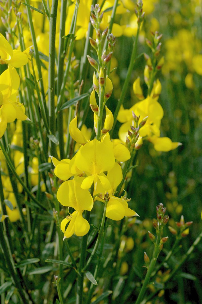 Fabaceae Spartium junceum