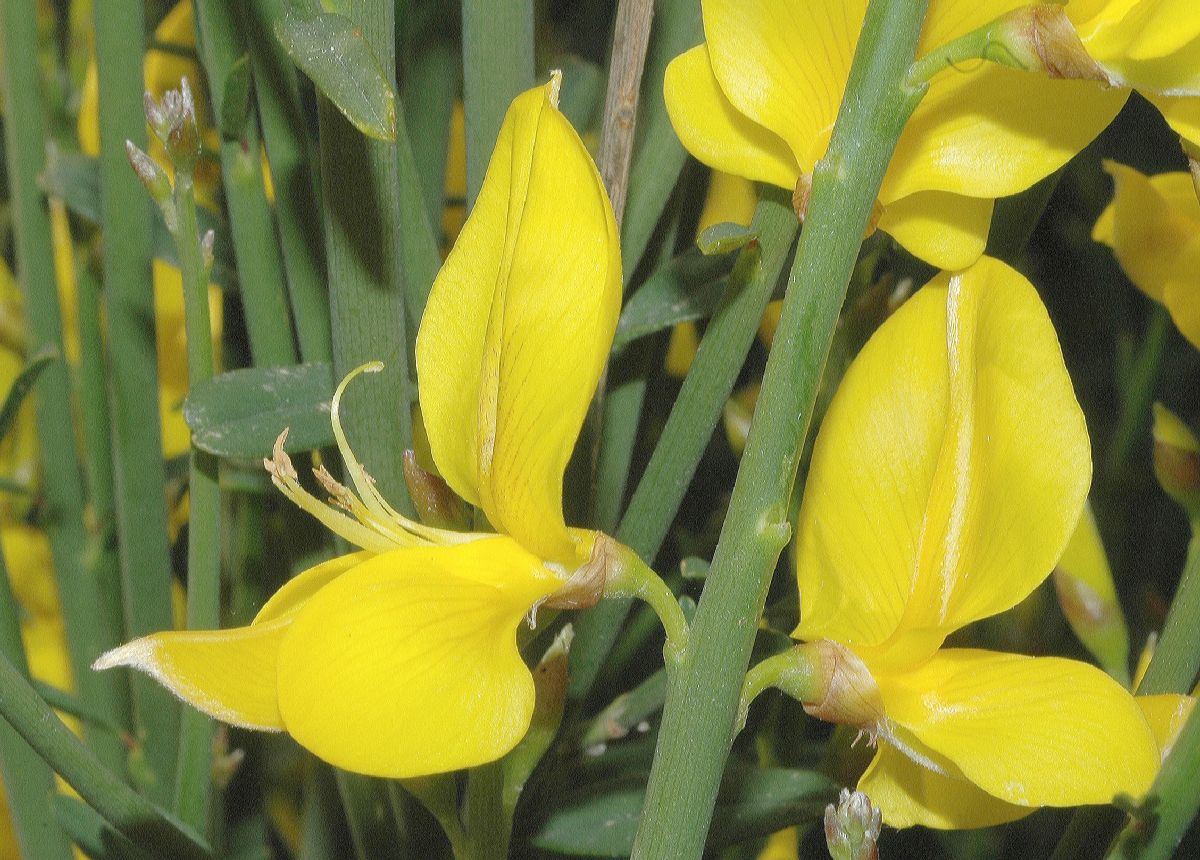 Fabaceae Spartium junceum