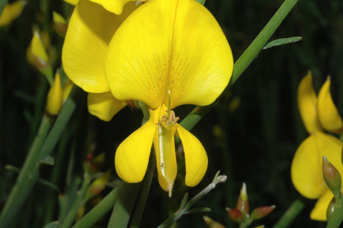 Fabaceae Spartium junceum