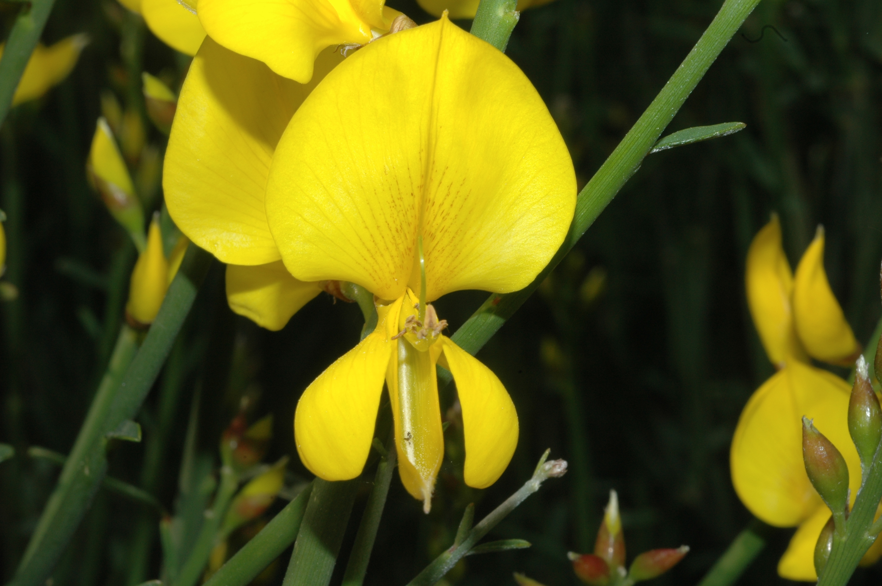 Fabaceae Spartium junceum