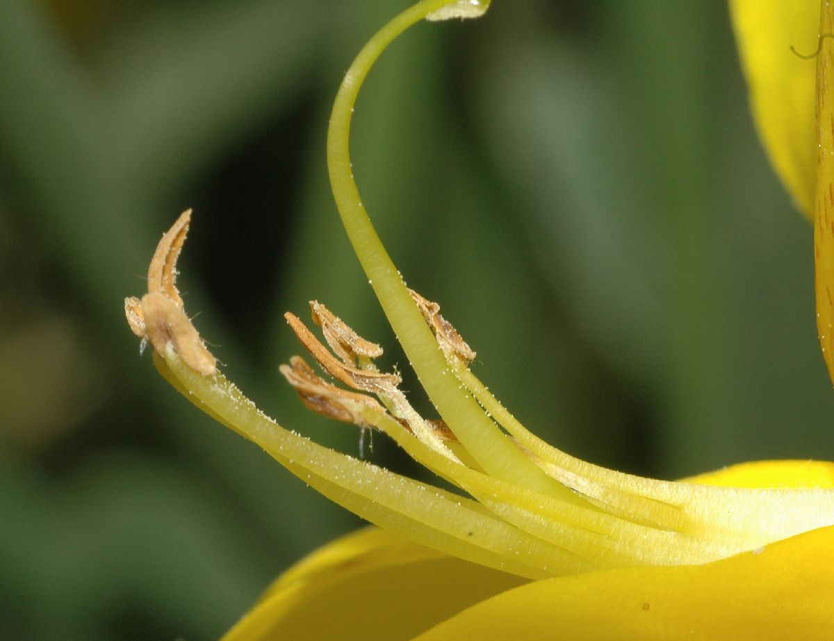 Fabaceae Spartium junceum