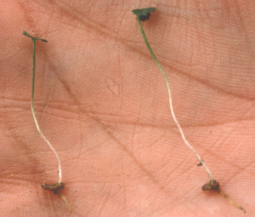 Ophioglossaceae Botrychium dissectum