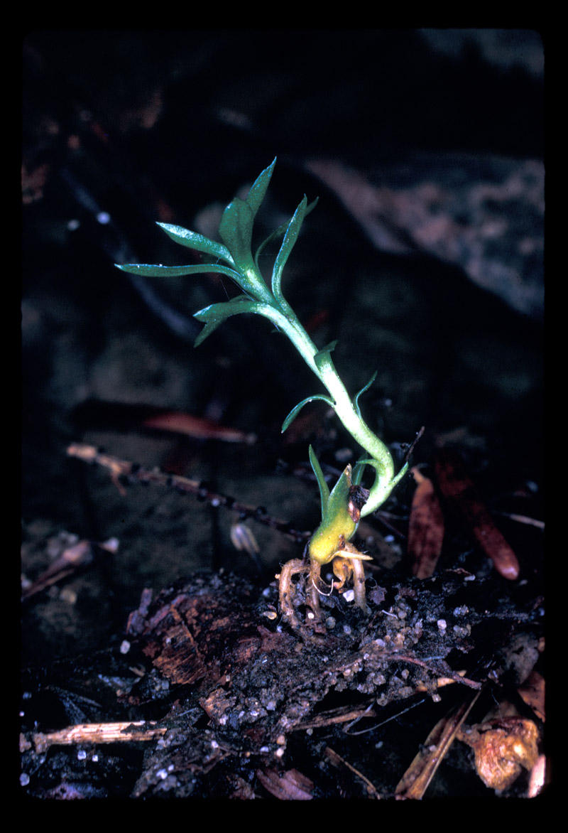 Lycopodiaceae Huperzia lucidula