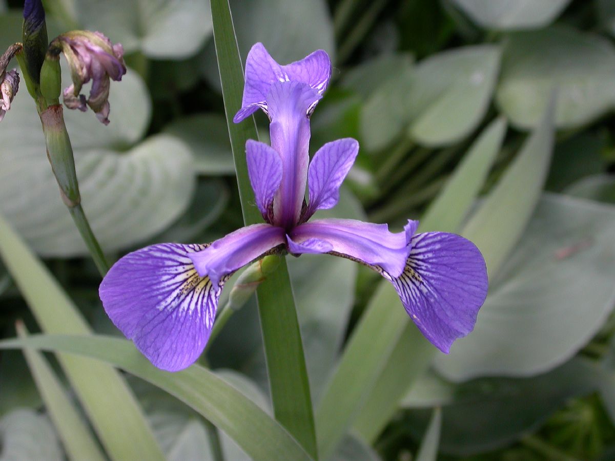 Iridaceae Iris versicolor