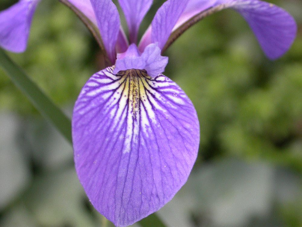 Iridaceae Iris versicolor