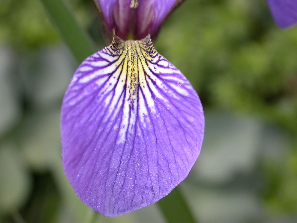 Iridaceae Iris versicolor