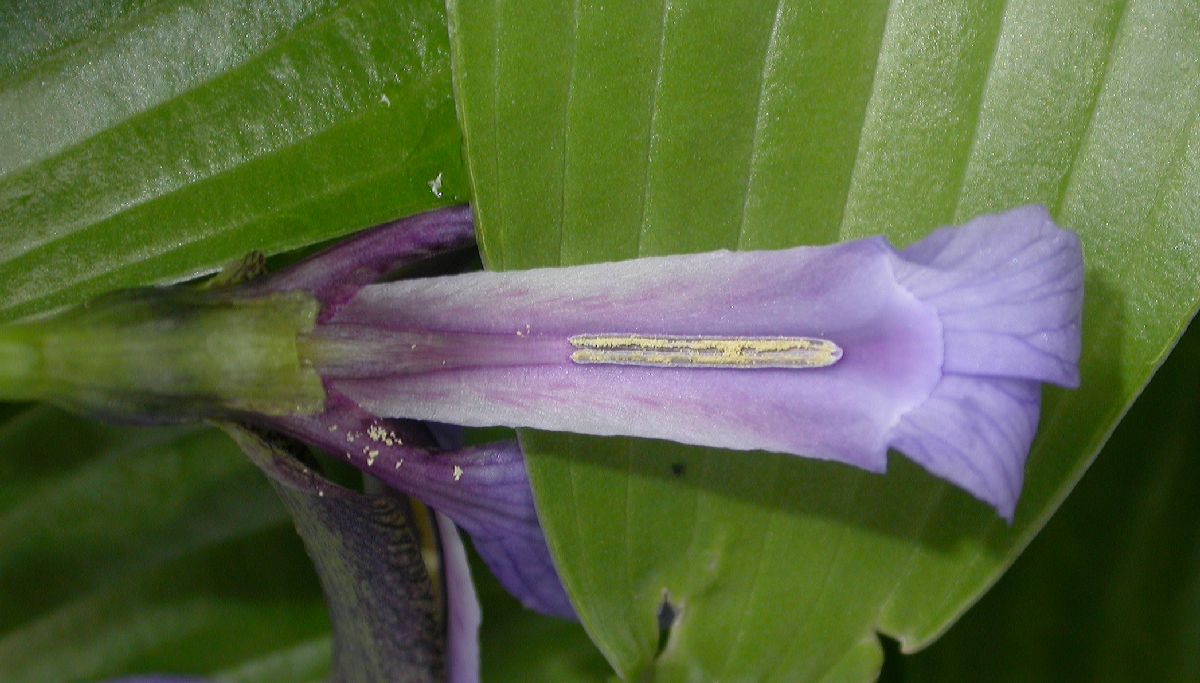 Iridaceae Iris versicolor