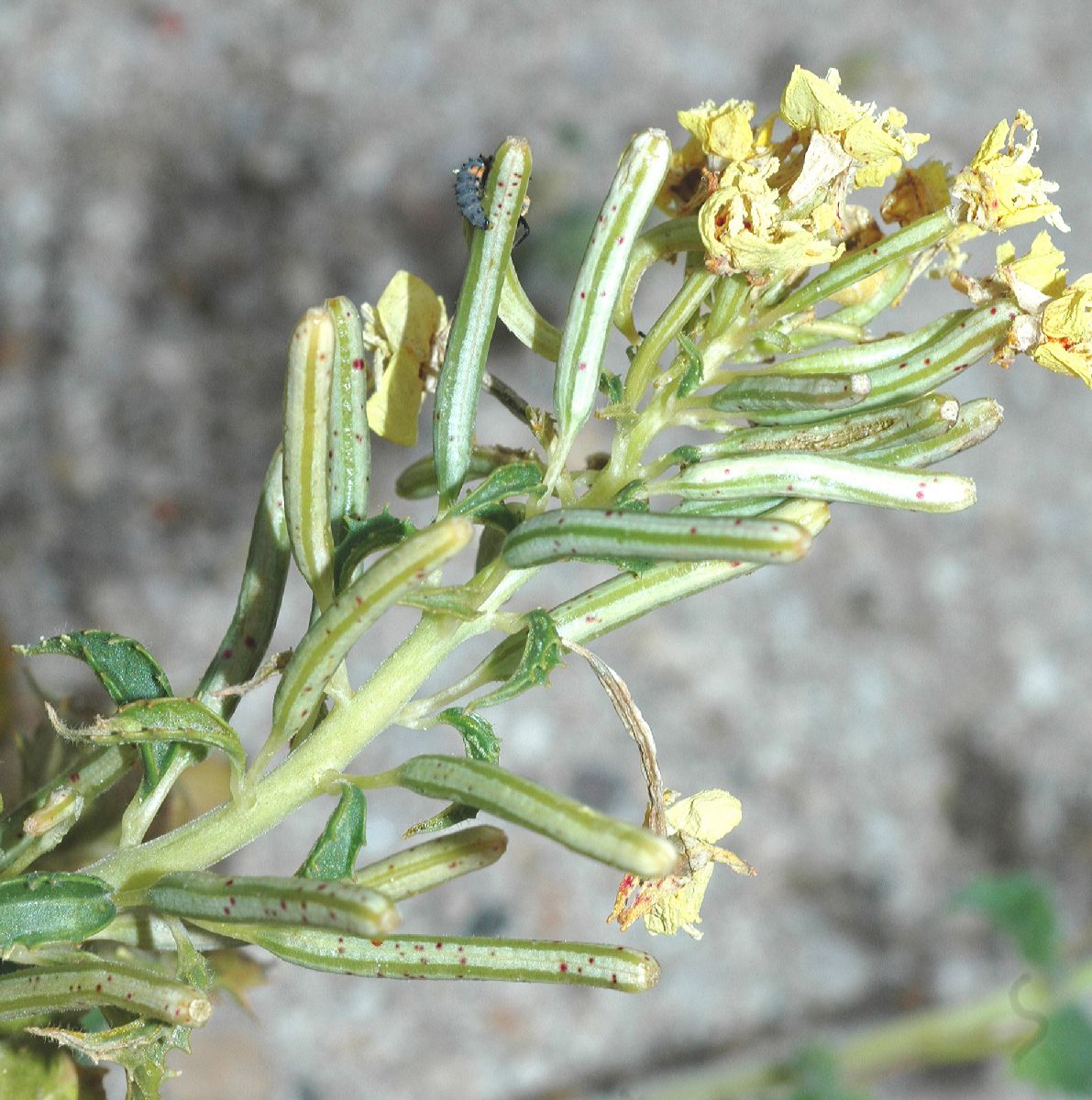 Onagraceae Chylismia claviformis