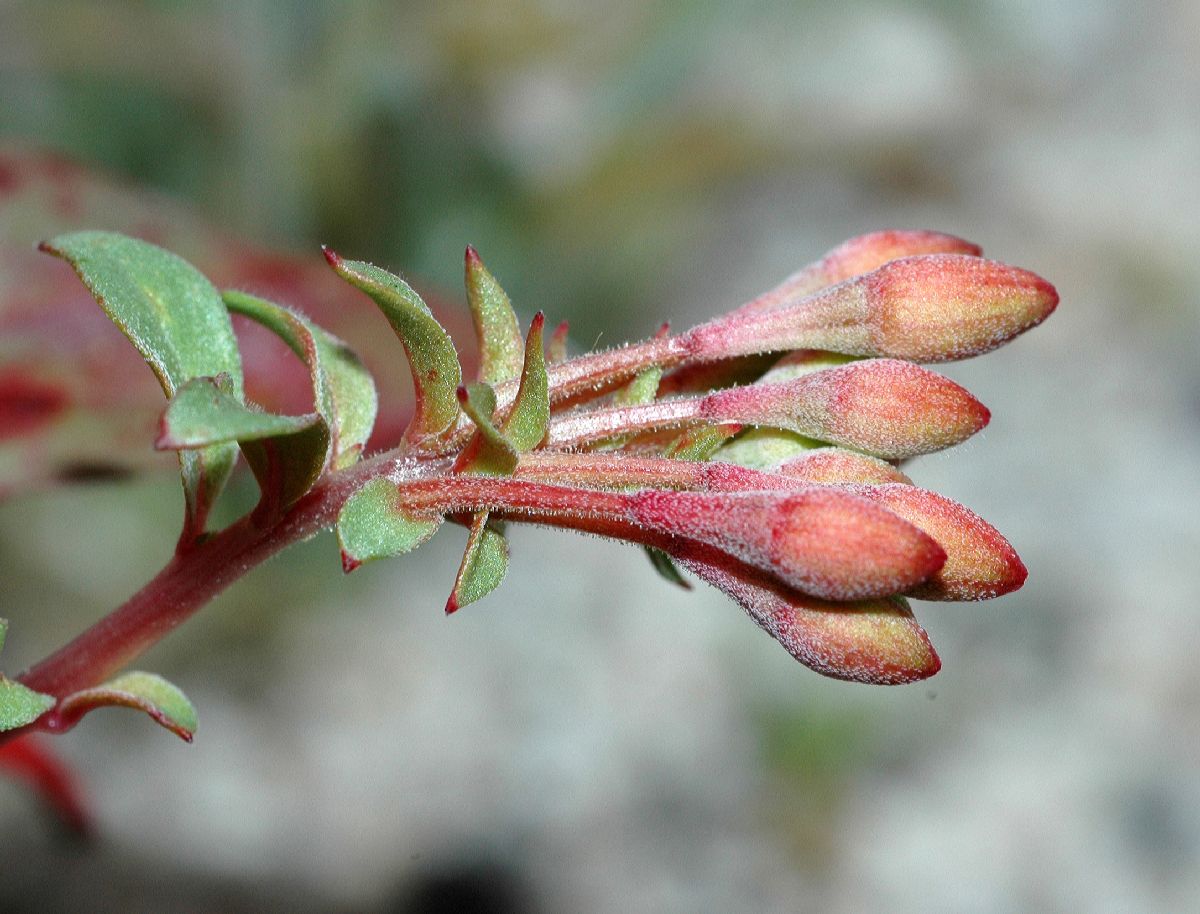 Onagraceae Camissonia boothii