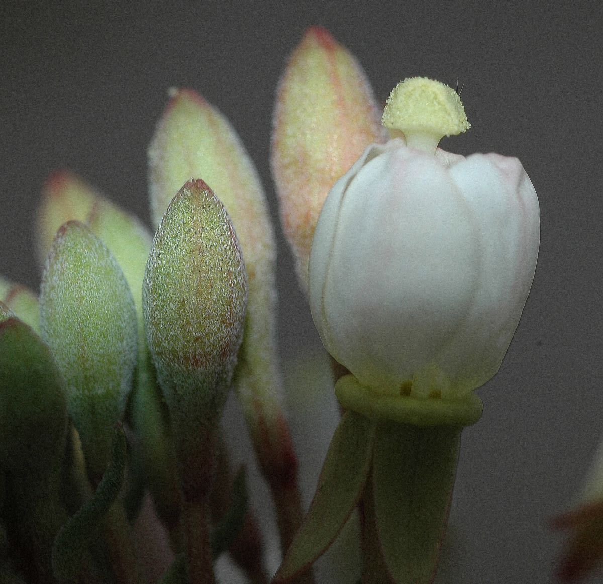 Onagraceae Camissonia boothii