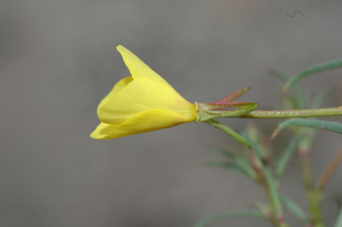 Onagraceae Camissonia californica