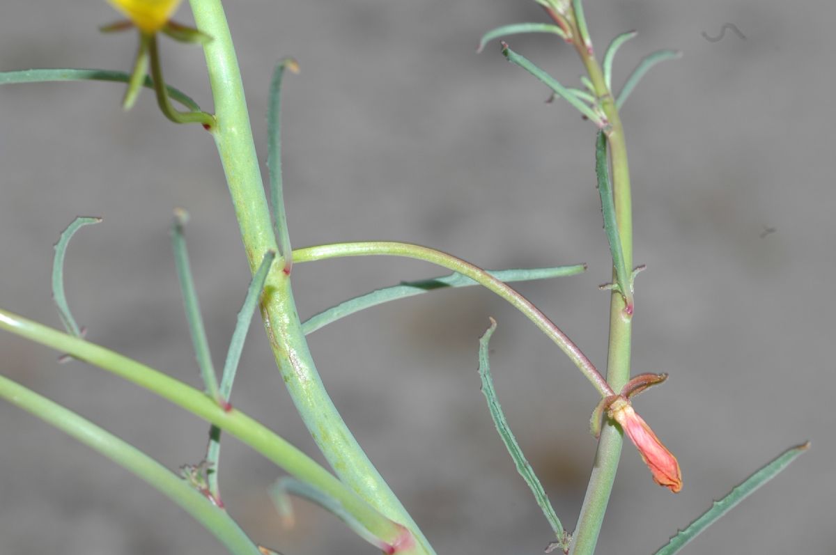 Onagraceae Camissonia californica