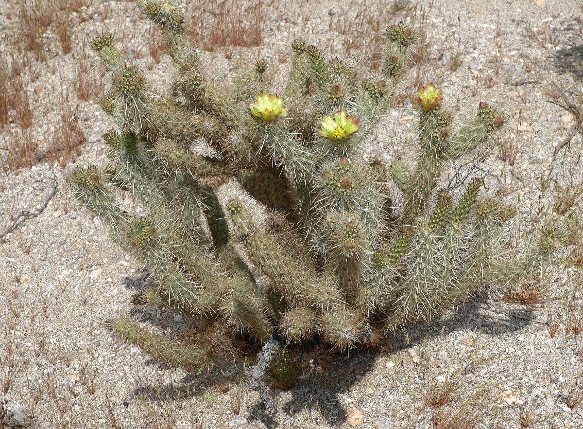 Cactaceae Opuntia echinocarpa