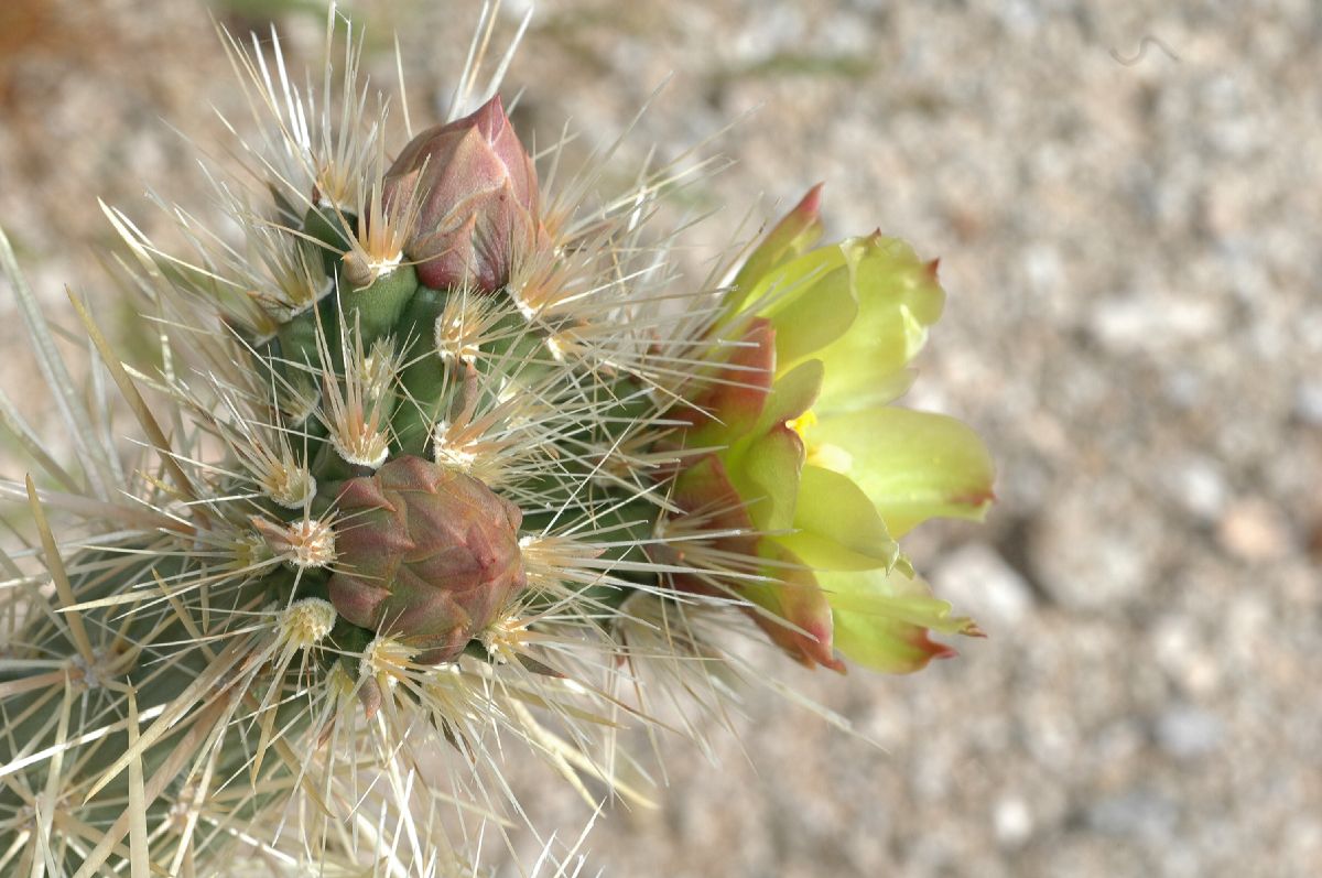 Cactaceae Opuntia echinocarpa