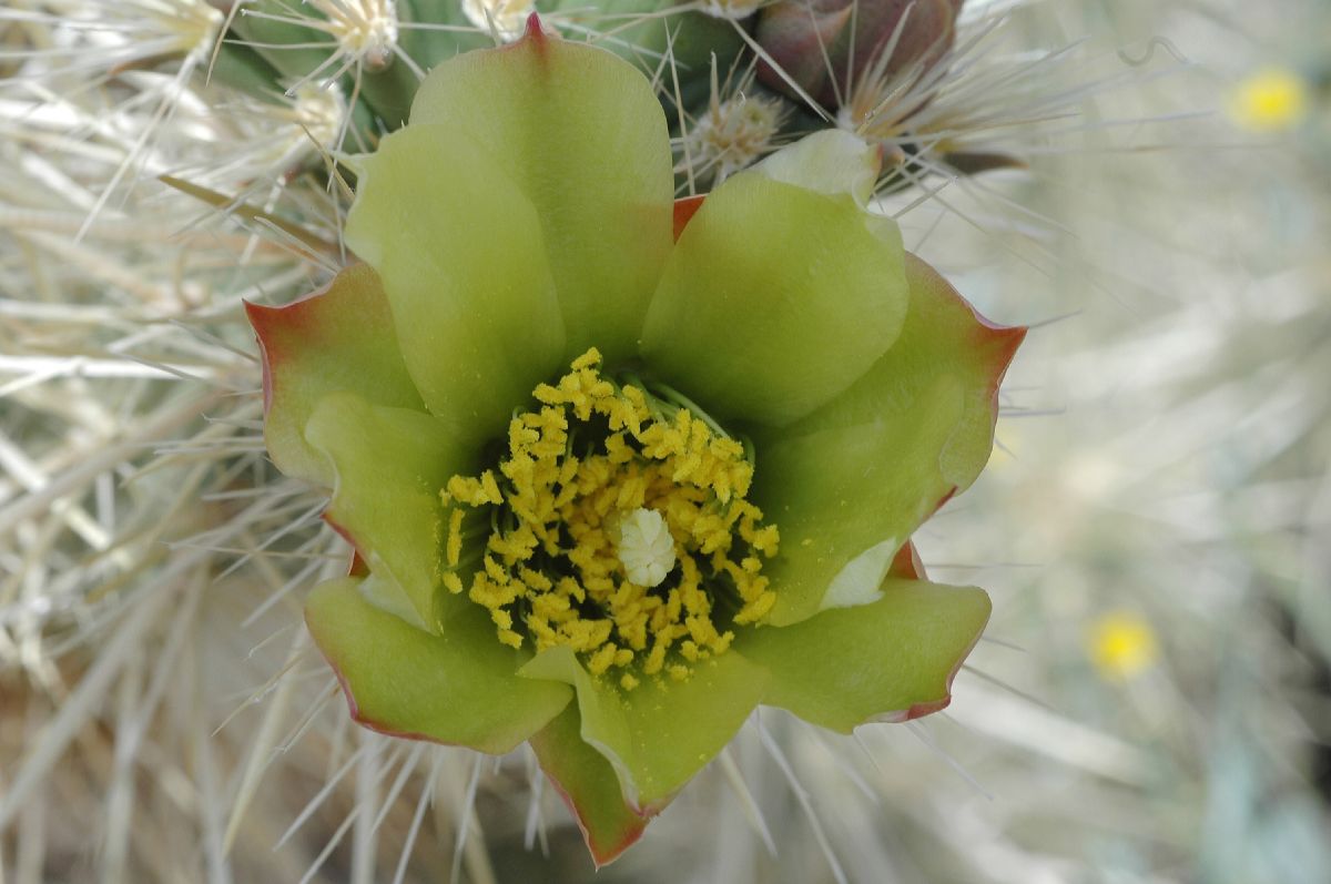 Cactaceae Opuntia echinocarpa