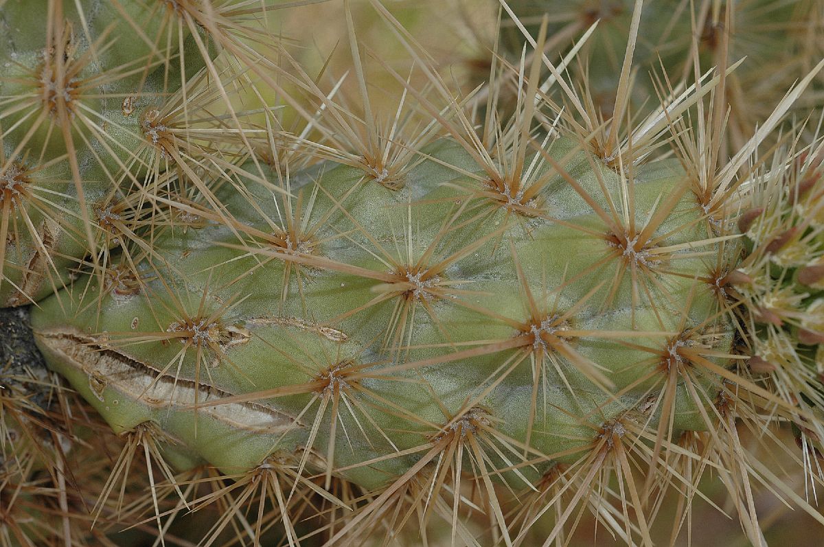 Cactaceae Opuntia echinocarpa