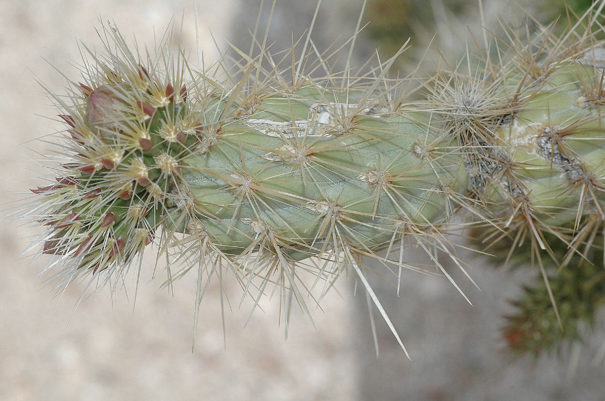 Cactaceae Opuntia echinocarpa