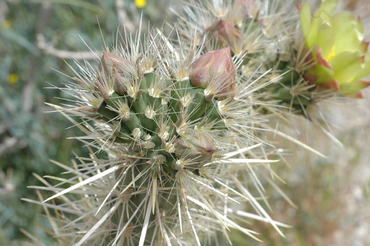 Cactaceae Opuntia echinocarpa