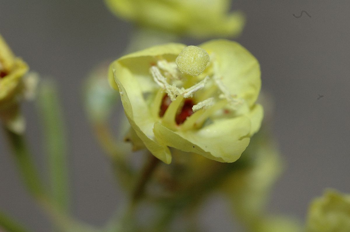 Onagraceae Camissonia munzii