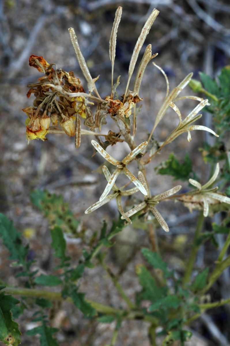 Onagraceae Chylismia claviformis