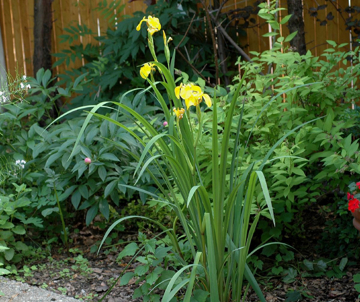 Iridaceae Iris pseudacorus