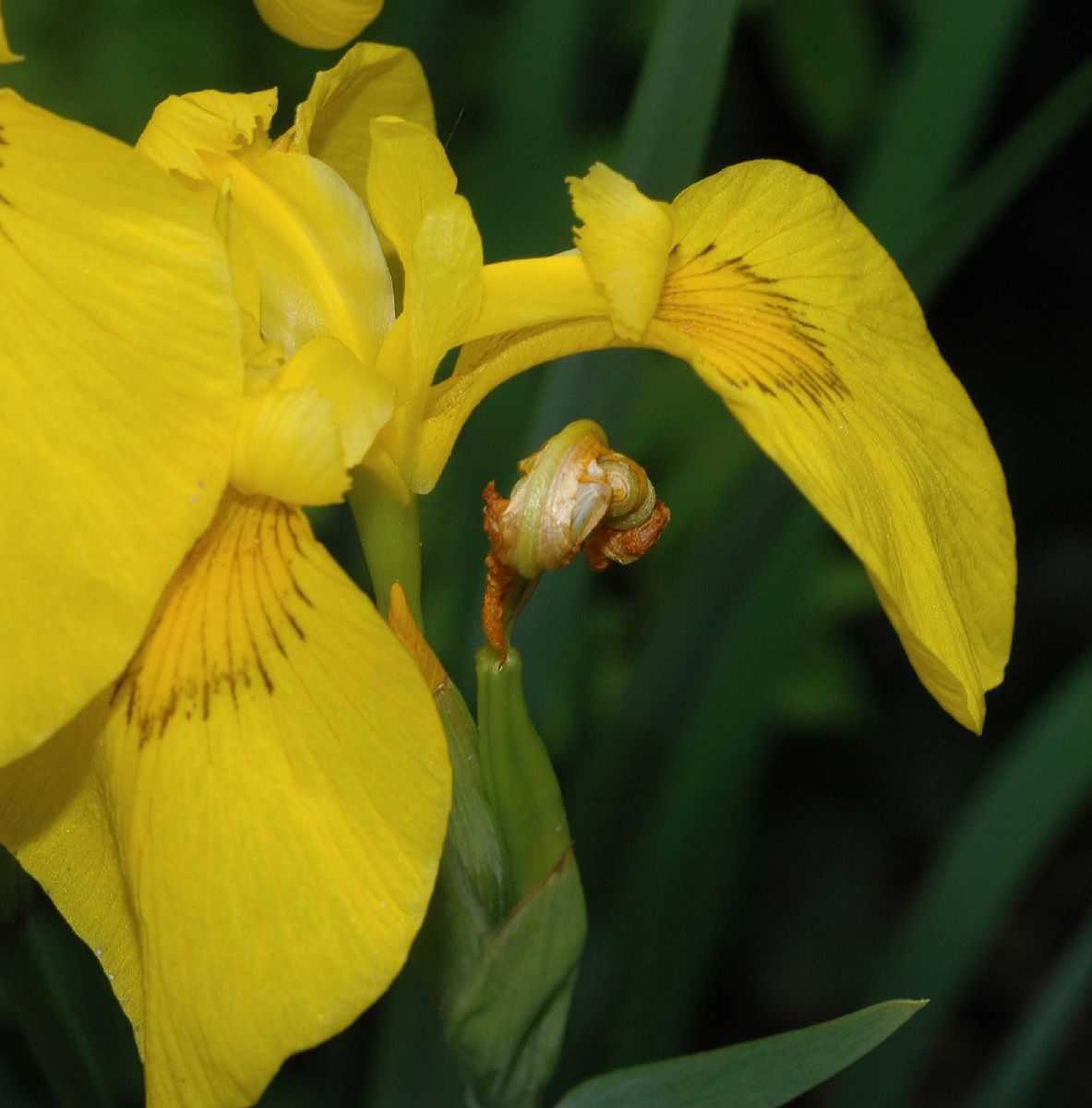 Iridaceae Iris pseudacorus