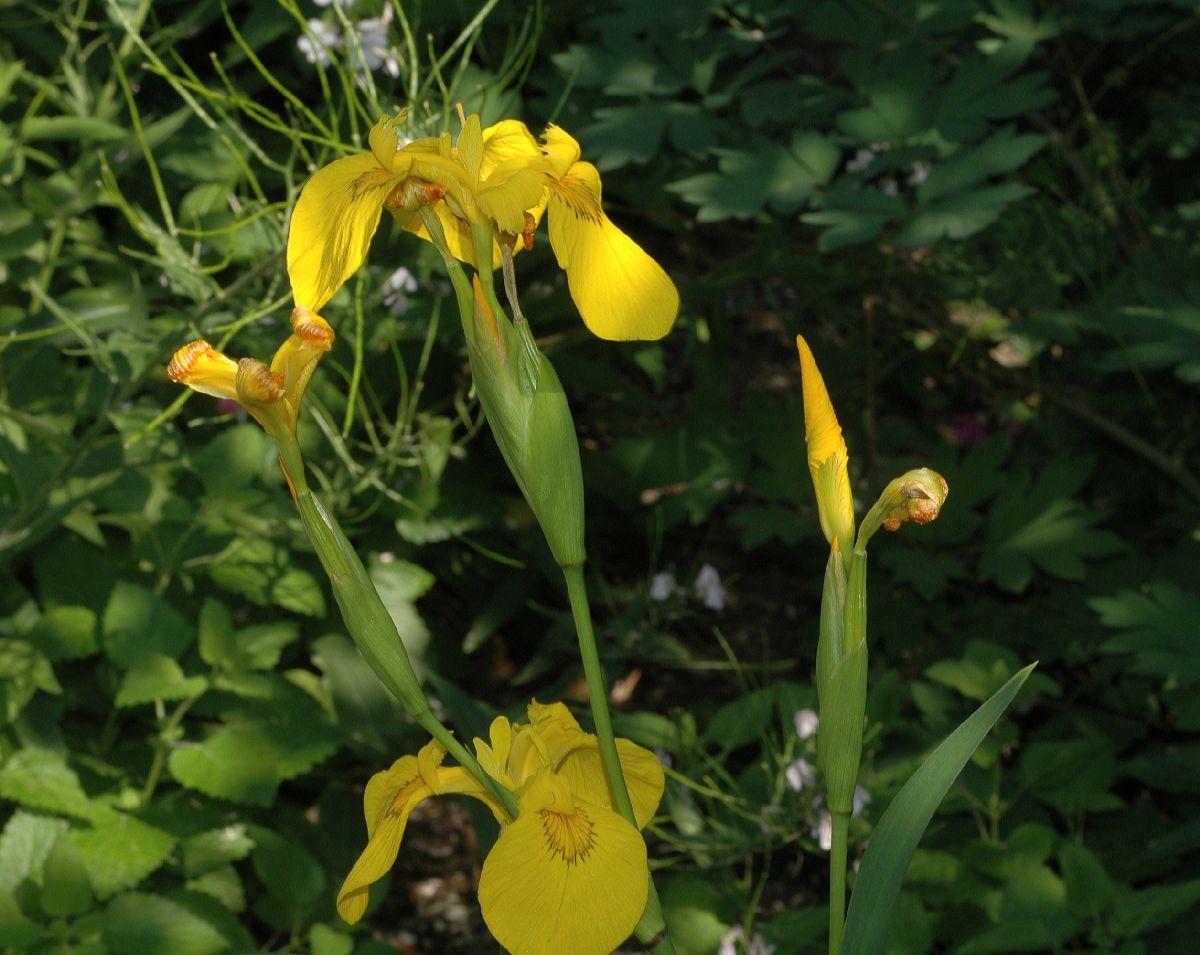 Iridaceae Iris pseudacorus