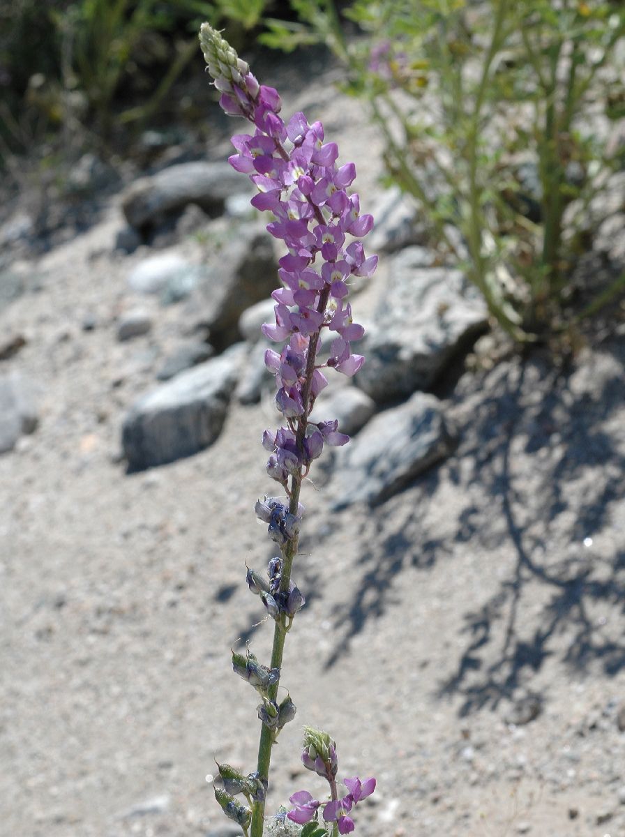 Fabaceae Lupinus 