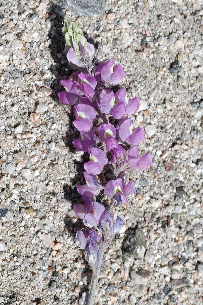 Fabaceae Lupinus 