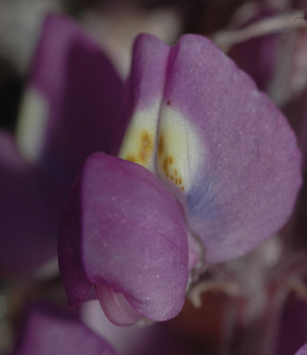 Fabaceae Lupinus 