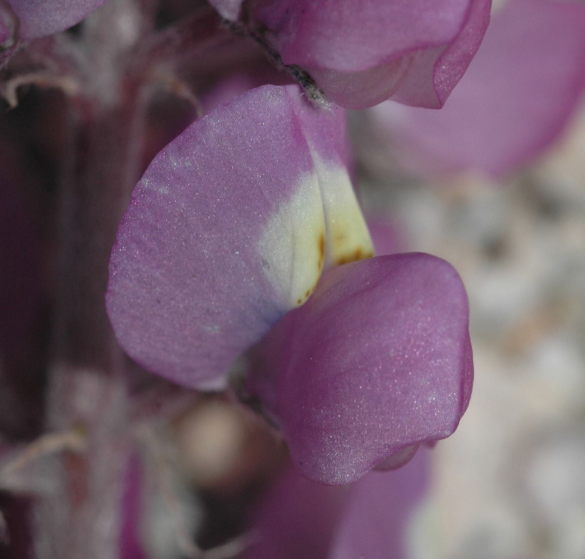 Fabaceae Lupinus 