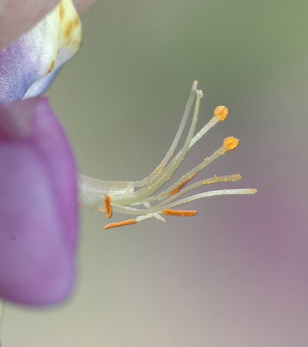 Fabaceae Lupinus 