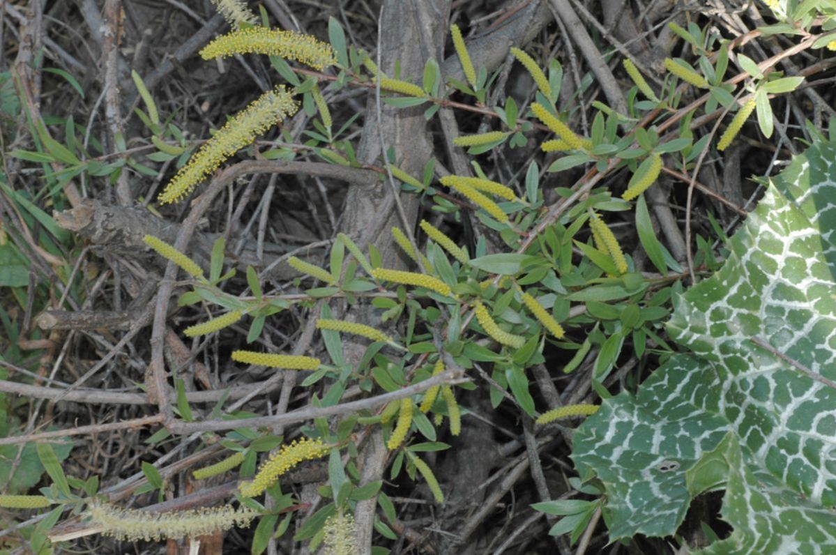 Salicaceae Salix 