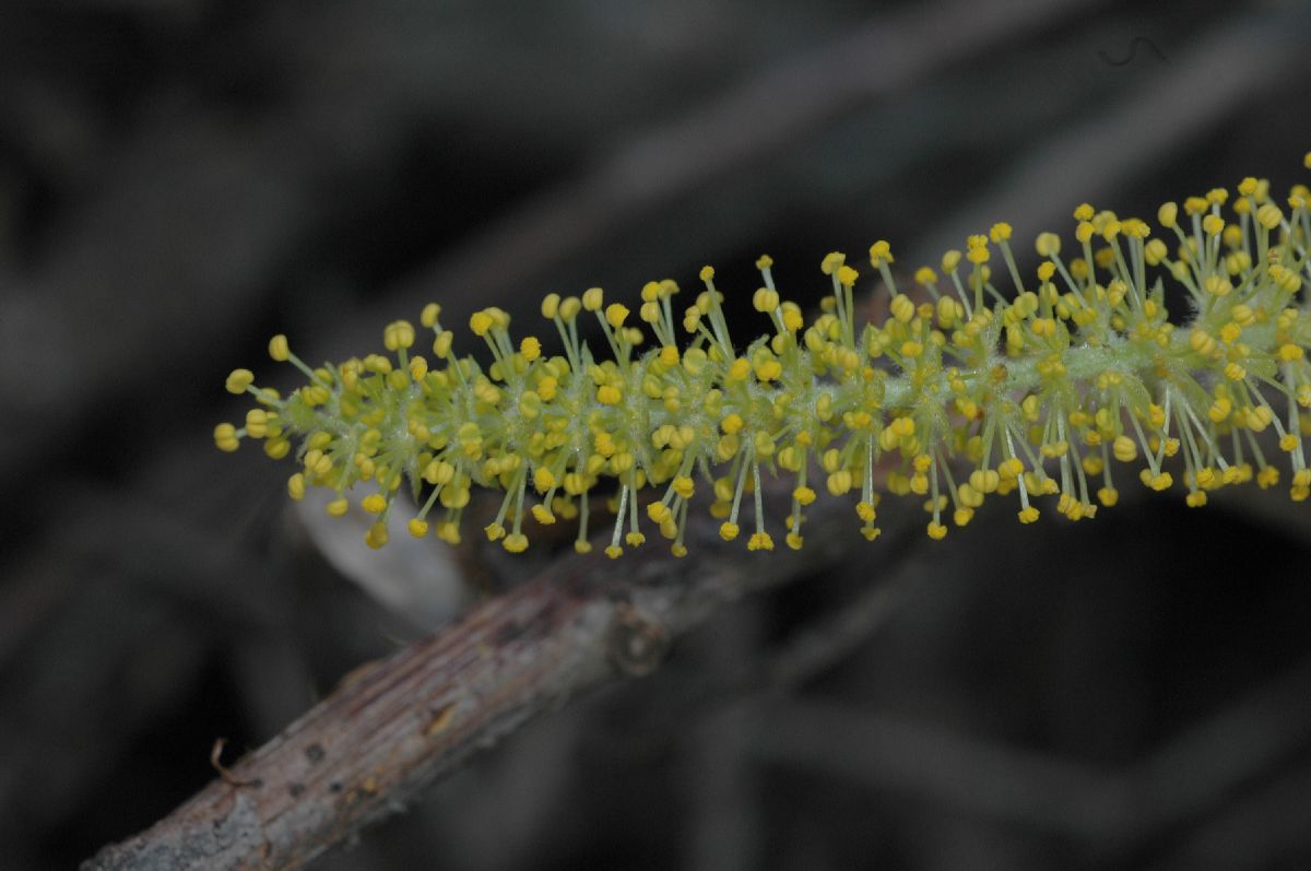 Salicaceae Salix 