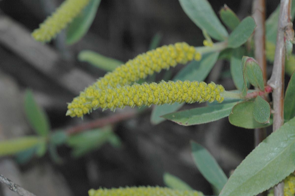 Salicaceae Salix 