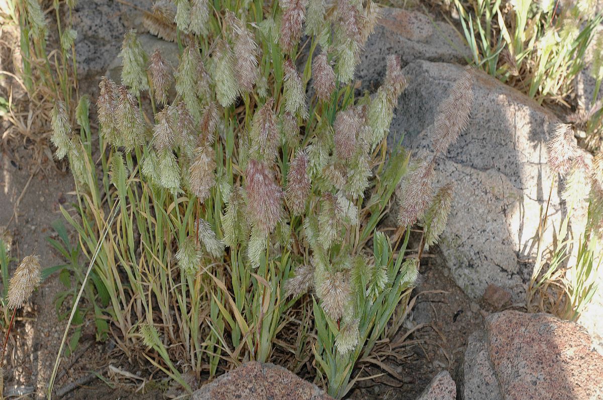 Poaceae Lamarckia aurea